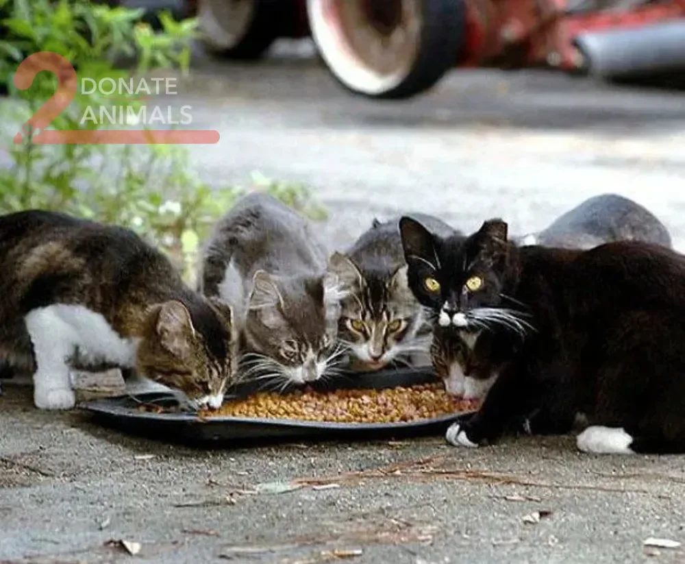 Donate Ethereum to an animal charity