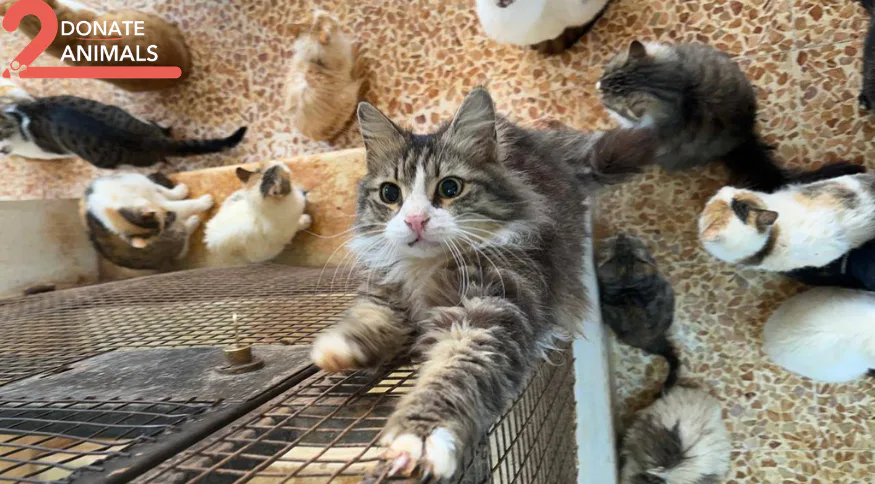 Donate to animals with Trust Wallet