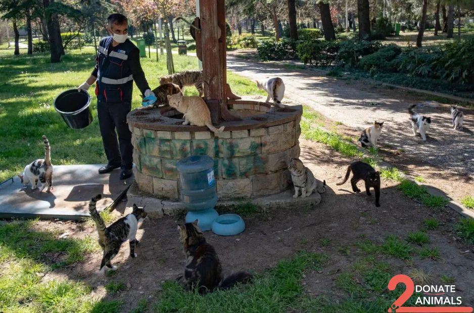 Monthly USDC gift from Mexico for pets