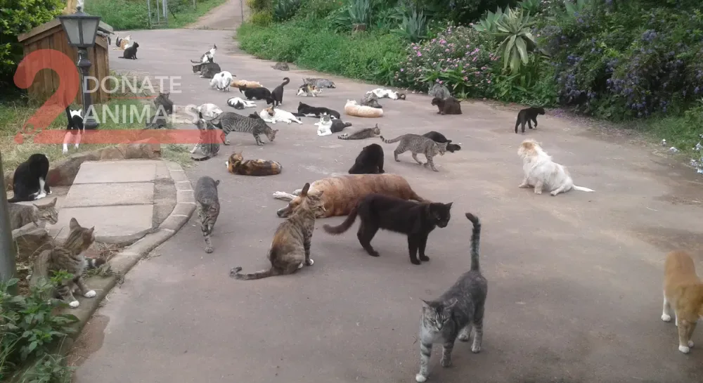 Small TRX donation from Zimbabwe to spay-neuter for injured cats