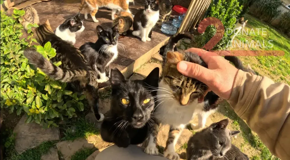 Monthly Ethereum gift from Mexico for pets