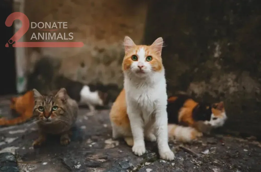 Scan a QR from Ethiopia to donate USDT to injured cats