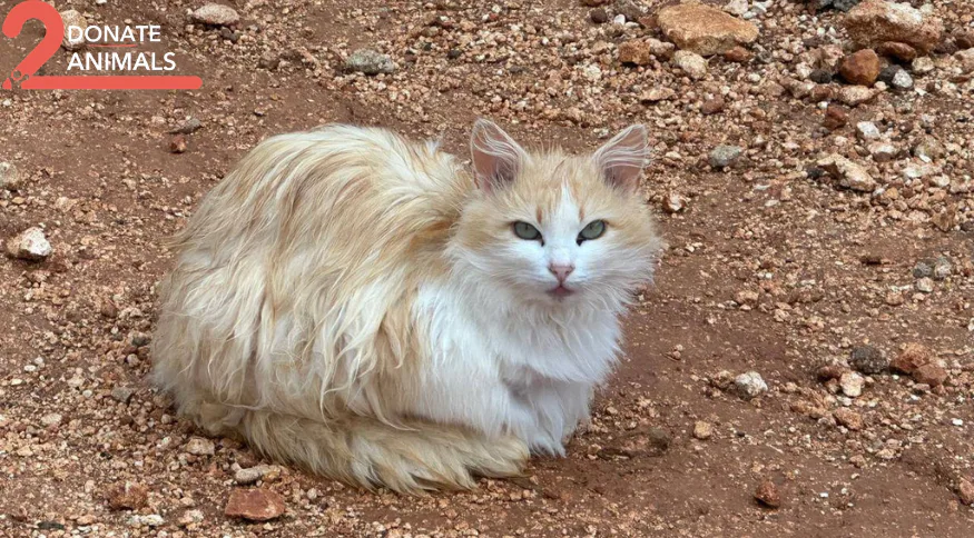 How to donate TRX to feeding, rescue, surgery, and spay as needed for injured cats