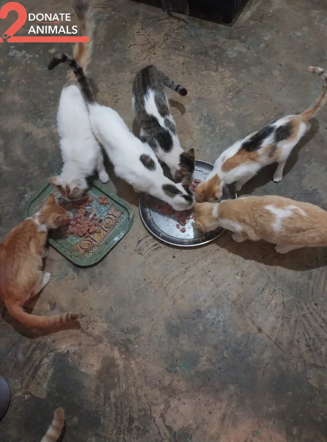How to donate Ethereum to emergency pickup and rehab for kittens