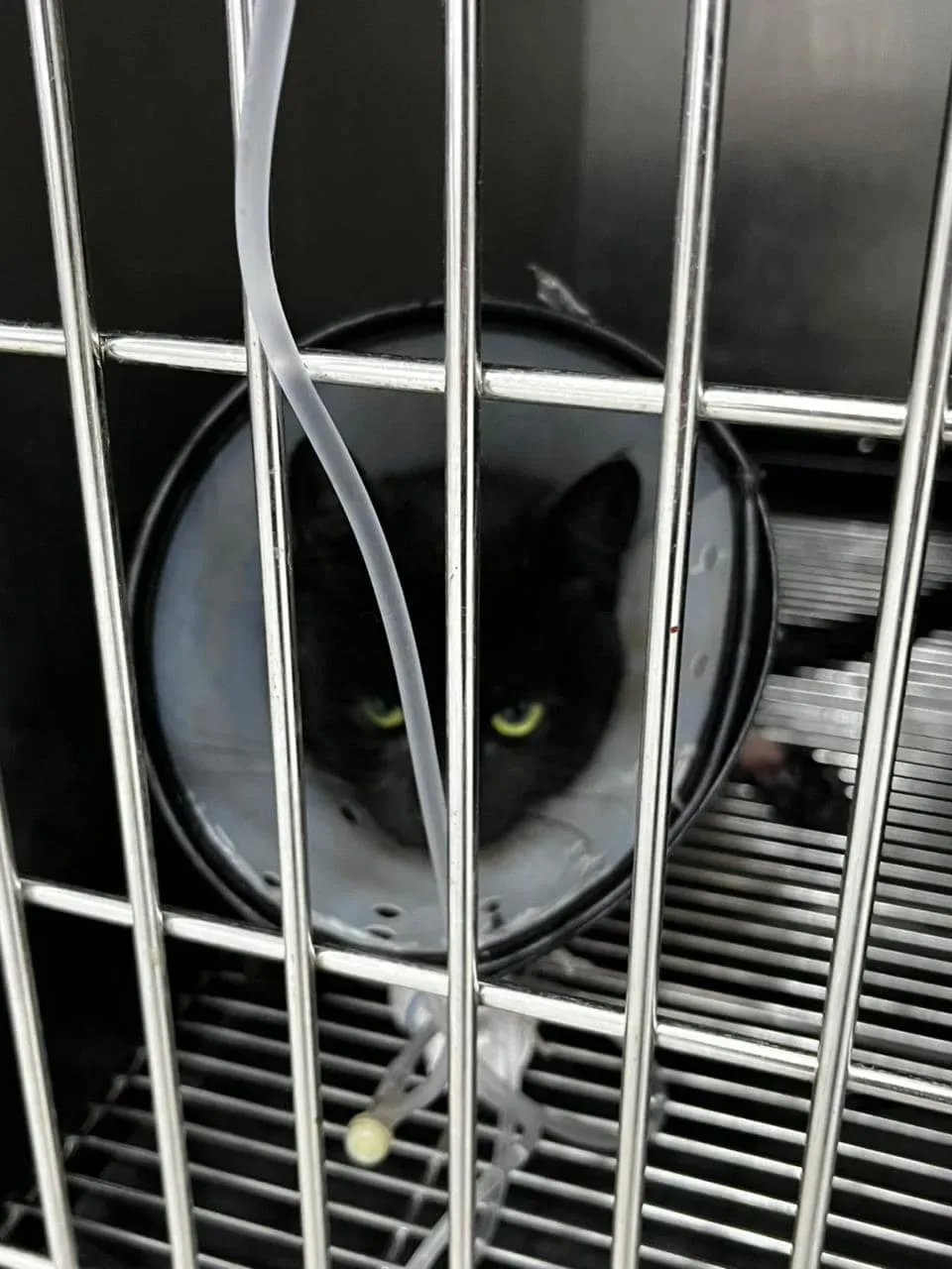 Donate 2Animals — animal in our care