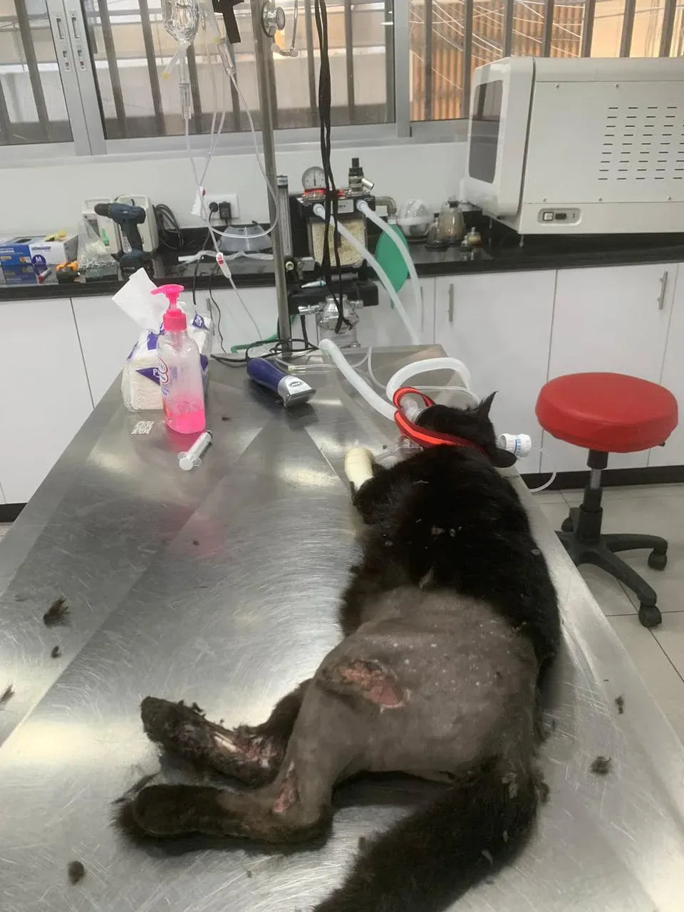 Donate 2Animals — animal in our care