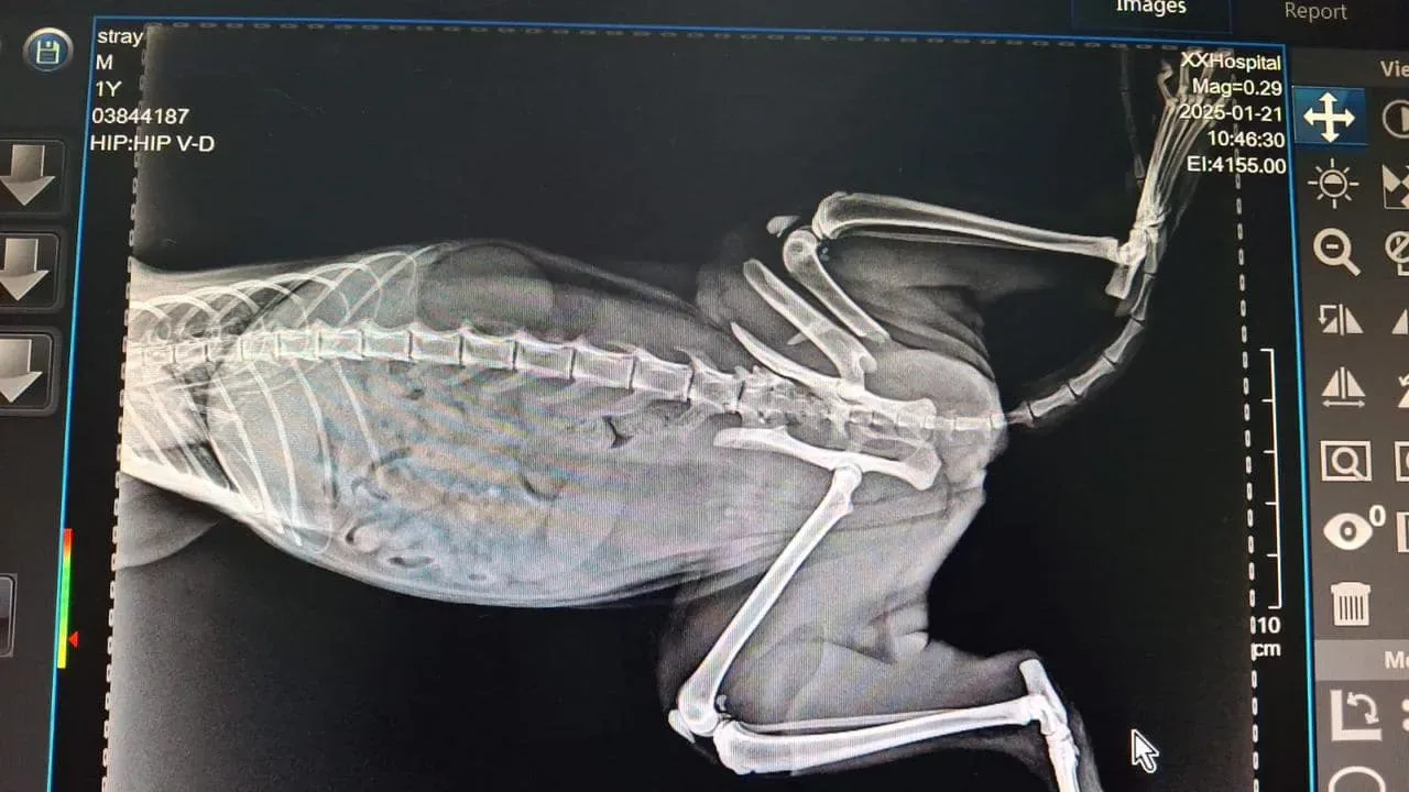 Donate 2Animals — animal in our care