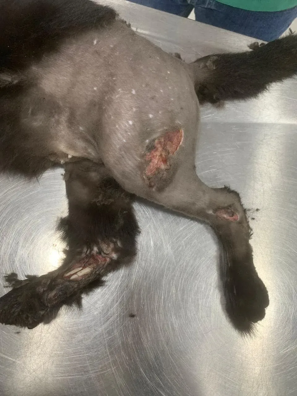 Donate 2Animals — animal in our care