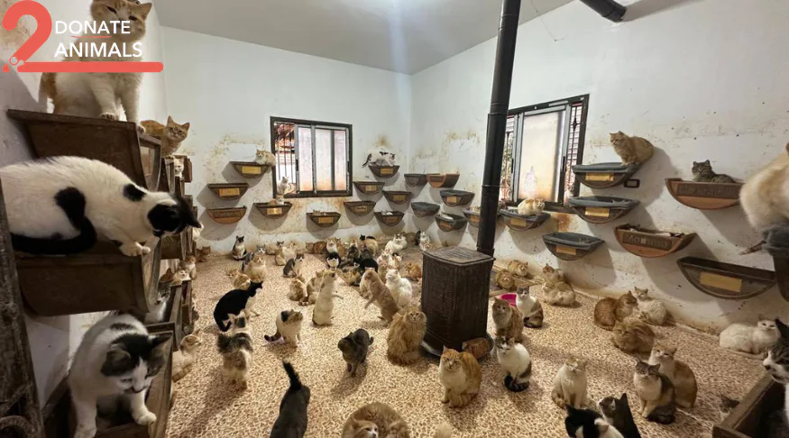 Is it safe to donate USDC from Kuwait to help stray cats?