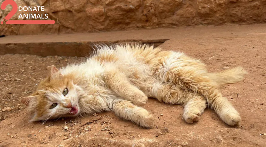 How to donate TRX to life-saving operations for kittens