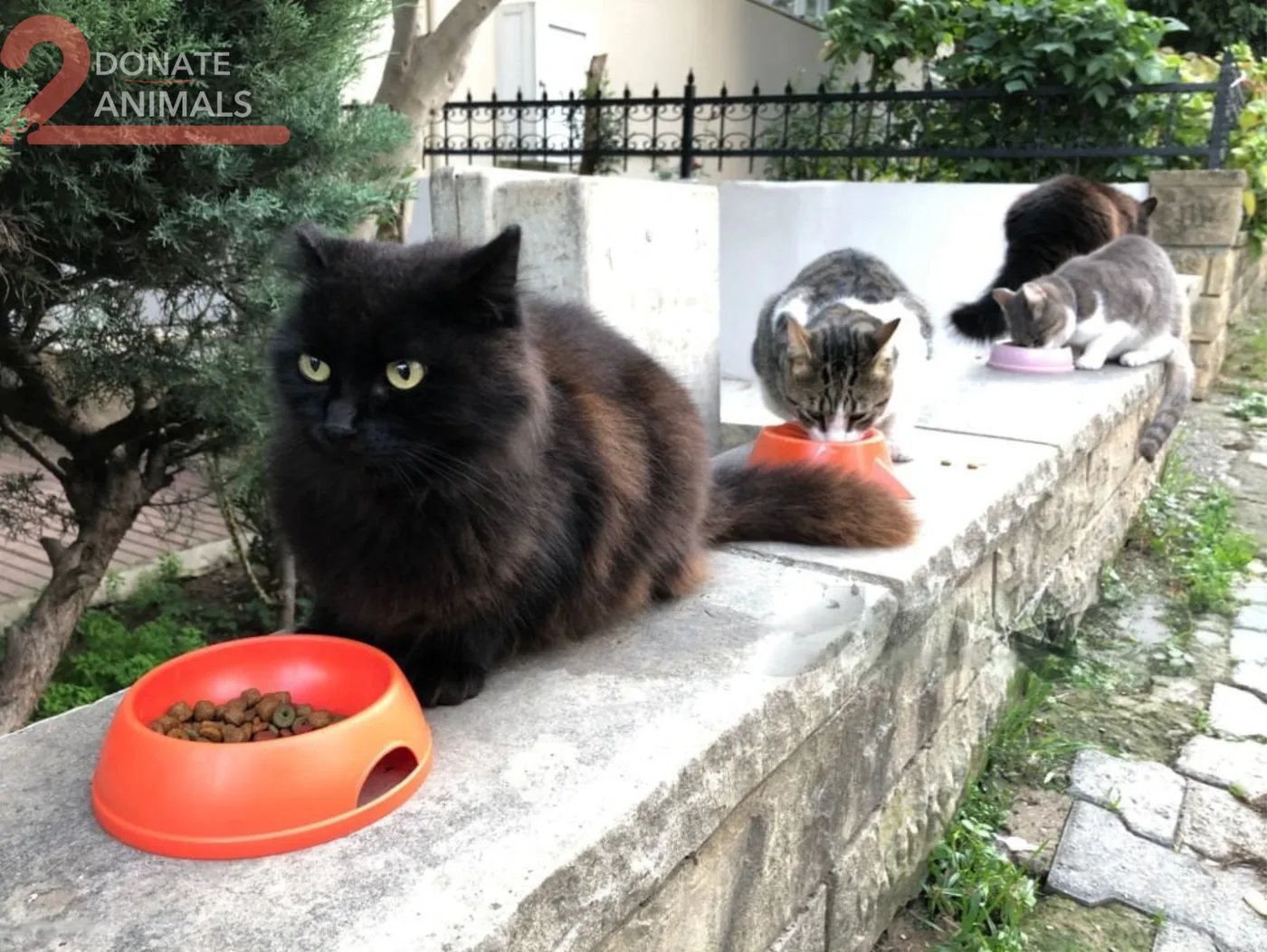 How to donate crypto to meals and clean water for kittens