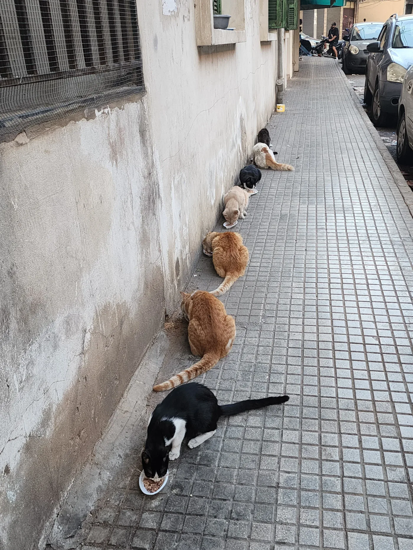 How to donate USDC to life-saving operations for pets