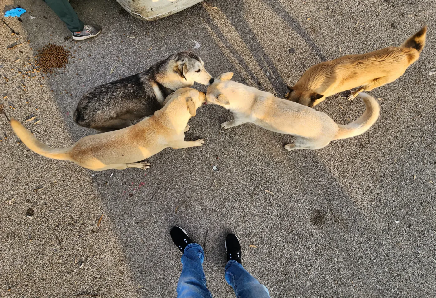 Donate 2Animals — animal in our care