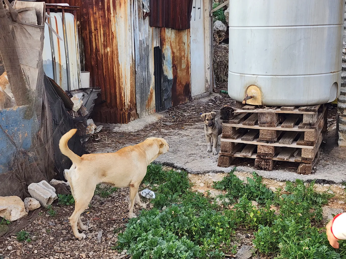 How to donate crypto to feeding, rescue, surgery, and spay as needed for stray dogs