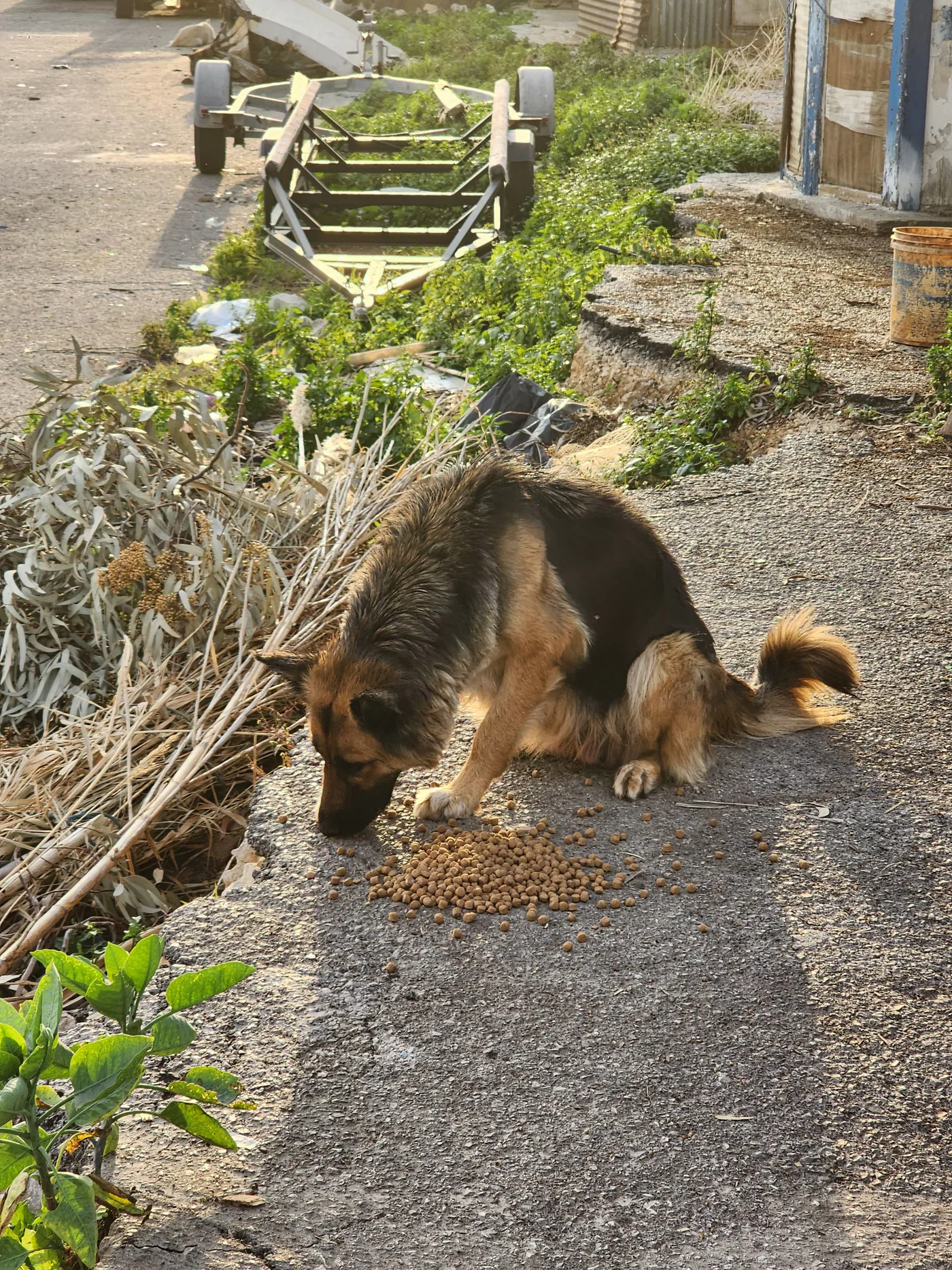 Rescued dog in our care