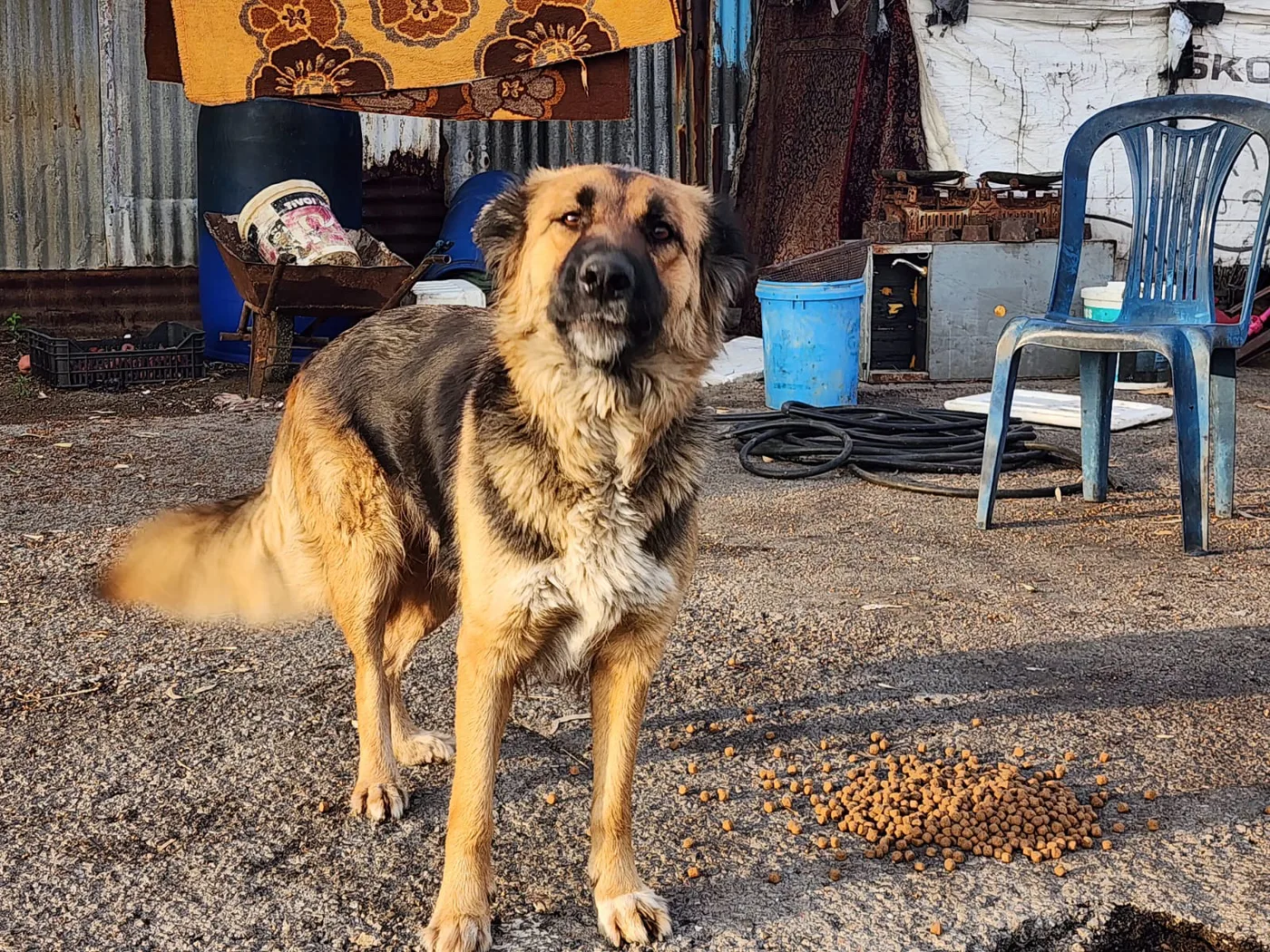 Monthly USDC gift from Zimbabwe for puppies
