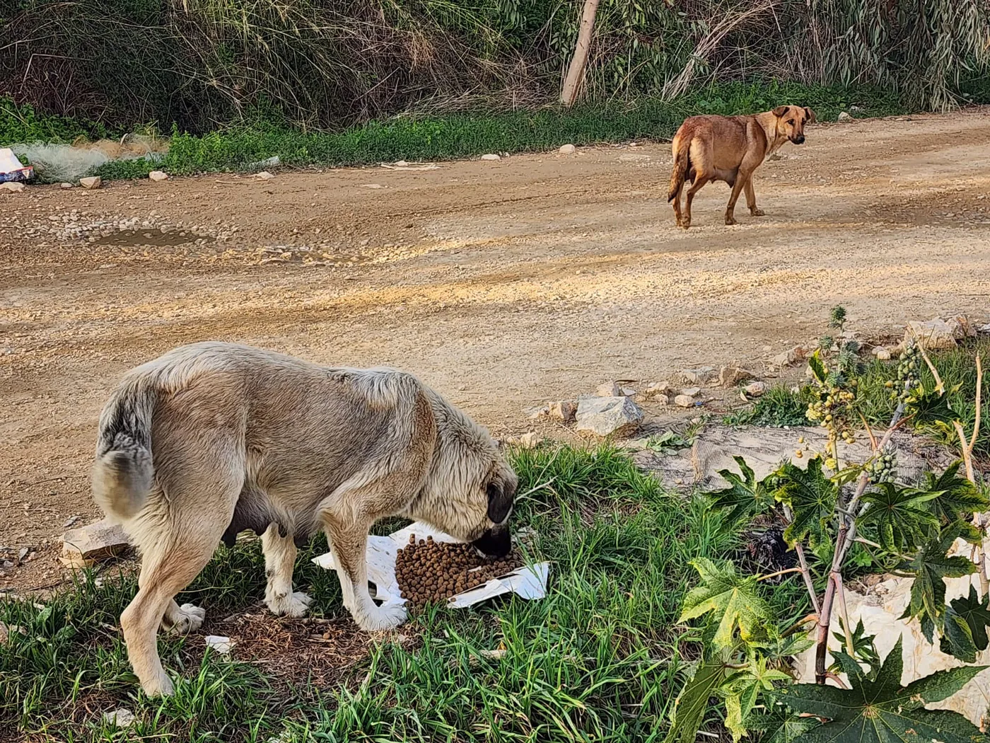 How to donate USDT to spay and neuter campaigns for stray dogs