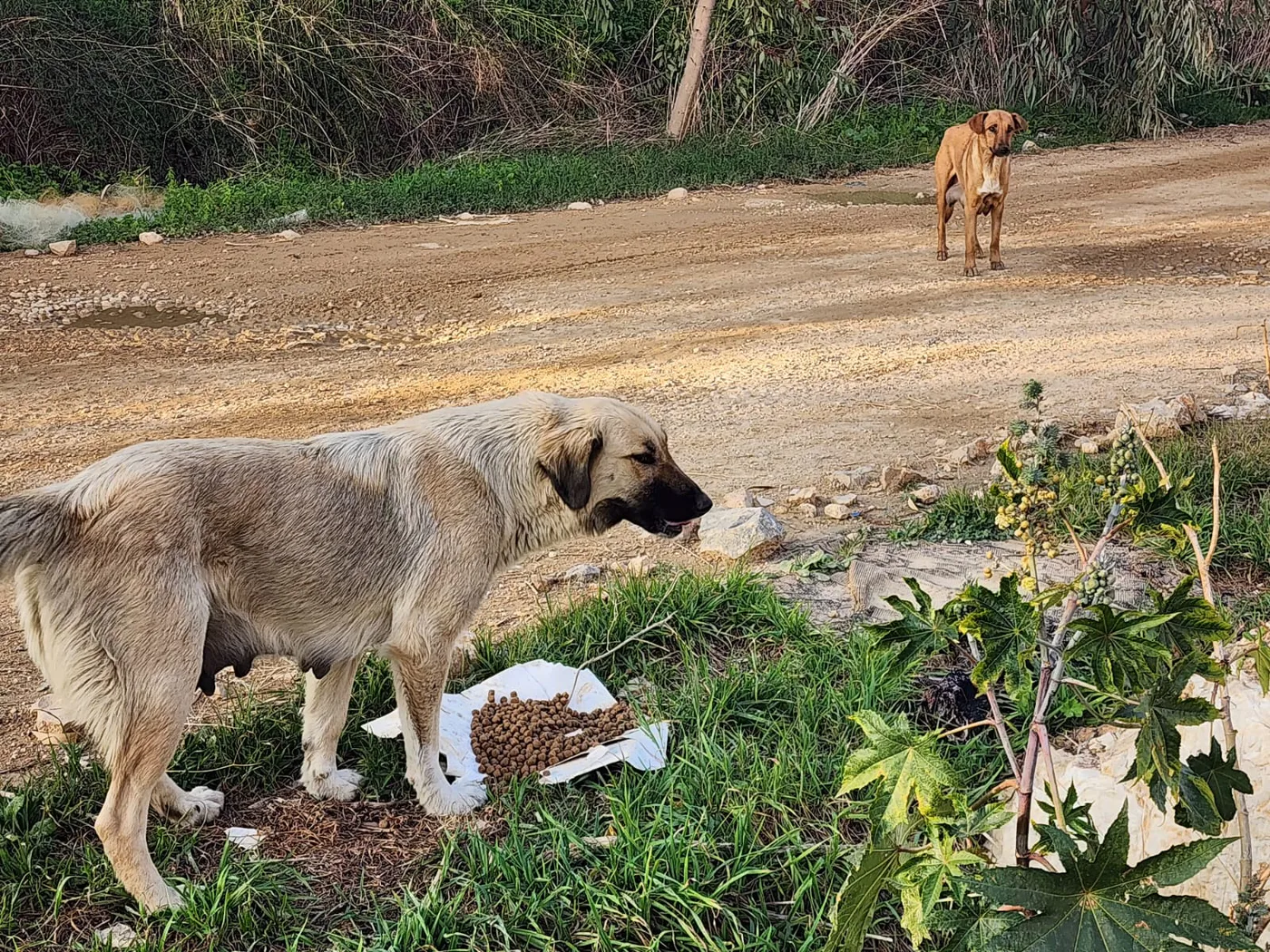 Donate 2Animals — animal in our care
