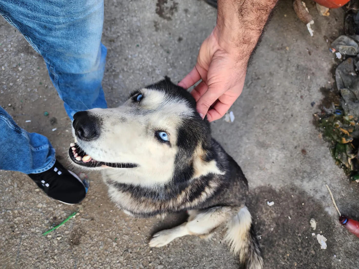 Donate 2Animals — animal in our care