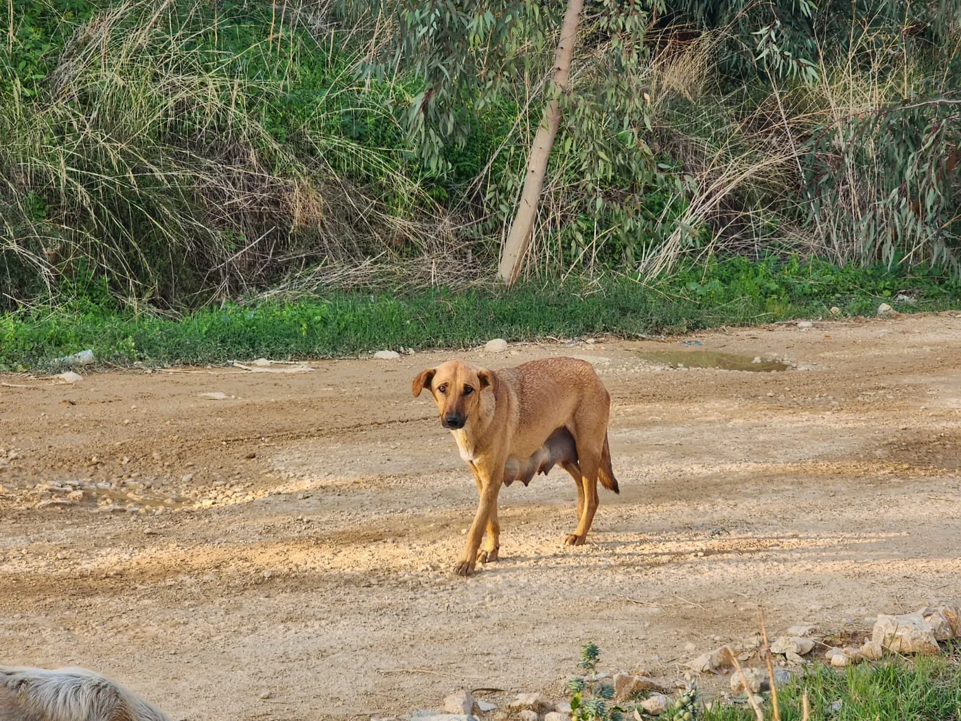 Donate 2Animals — animal in our care