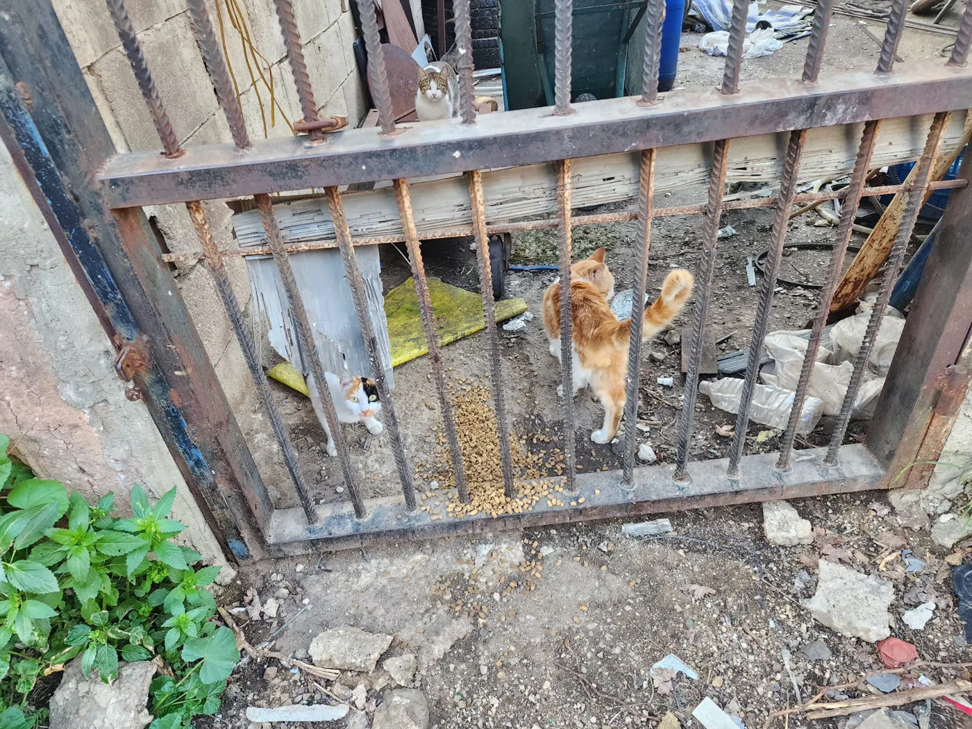 Donate 2Animals — animal in our care