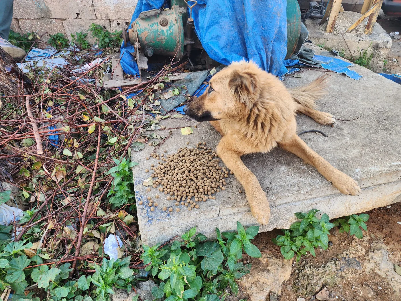 Rescued dog in our care