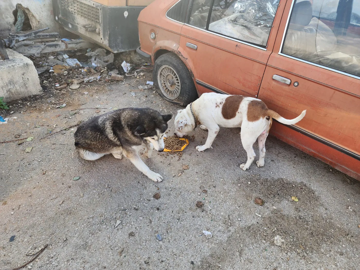 Is it safe to donate USDC from Mexico to help puppies?