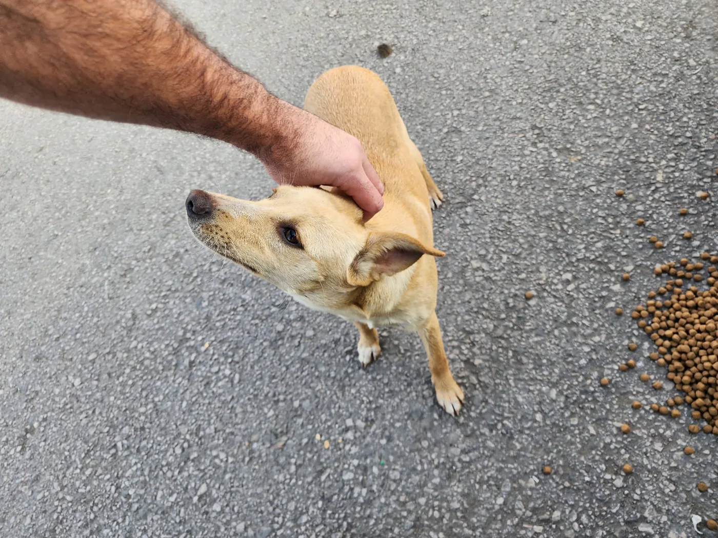 Is it safe to donate Solana from Zimbabwe to help injured dogs?