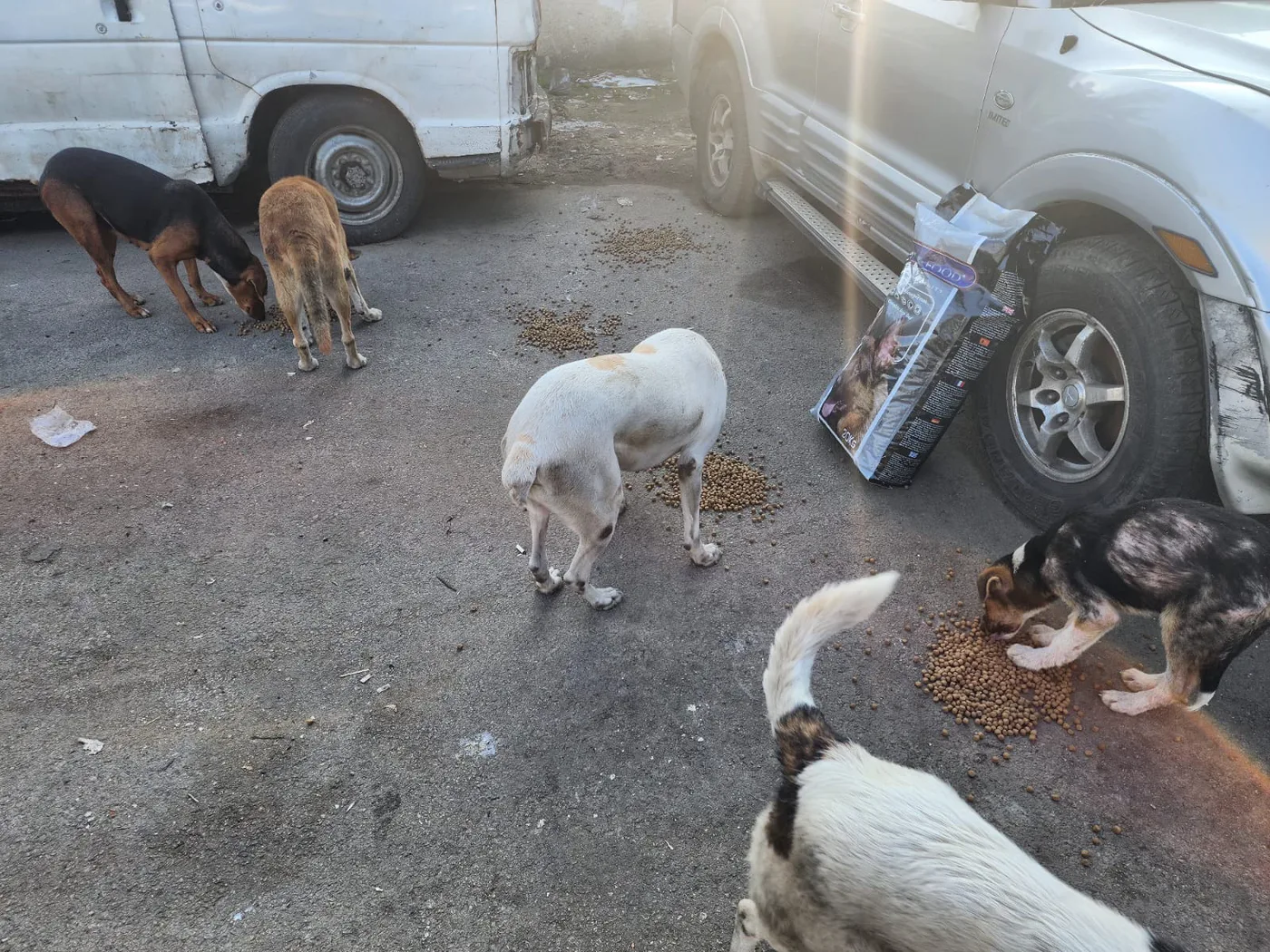 Rescued dog in our care