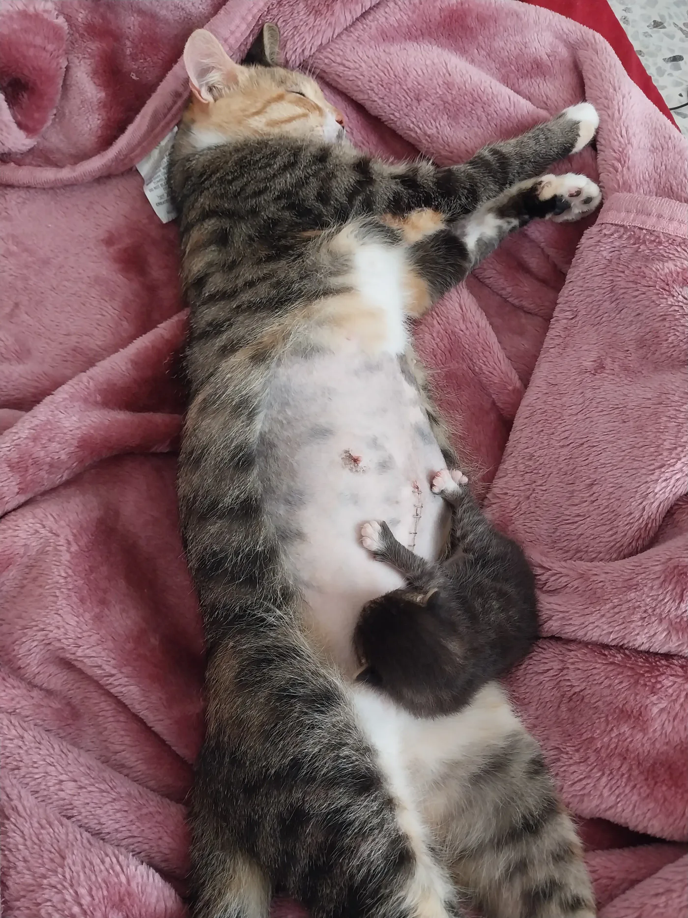 Donate 2Animals — animal in our care
