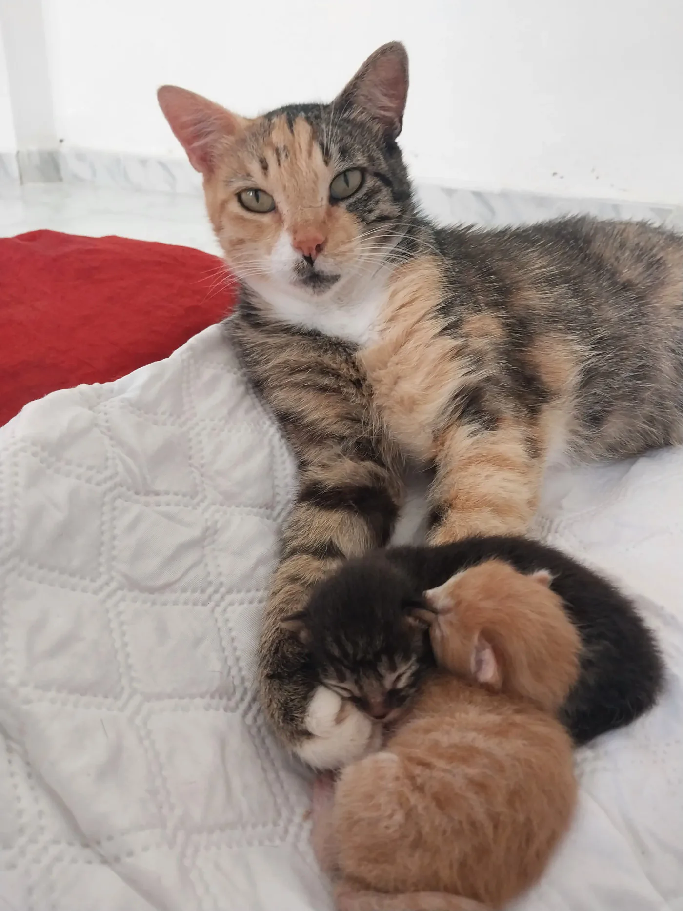 Donate 2Animals — animal in our care