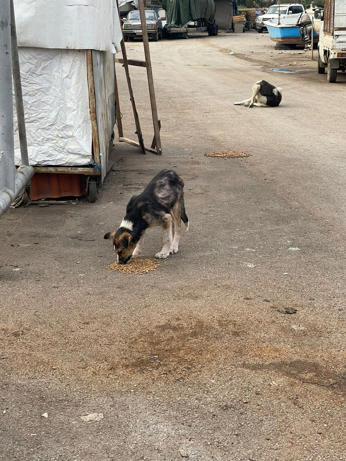 How to donate TRX to life-saving operations for stray dogs