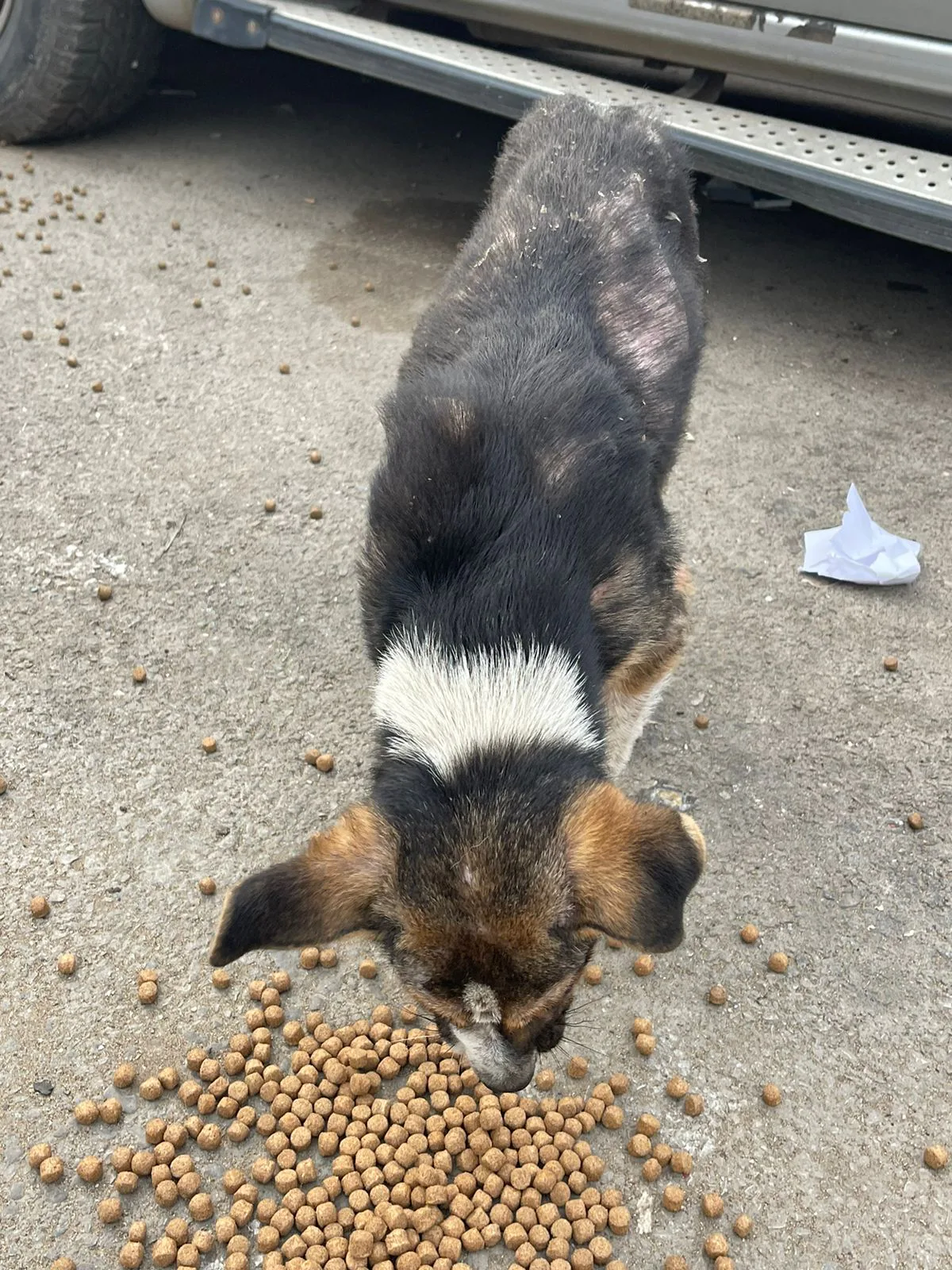 Small Solana donation from Ecuador to surgery for puppies