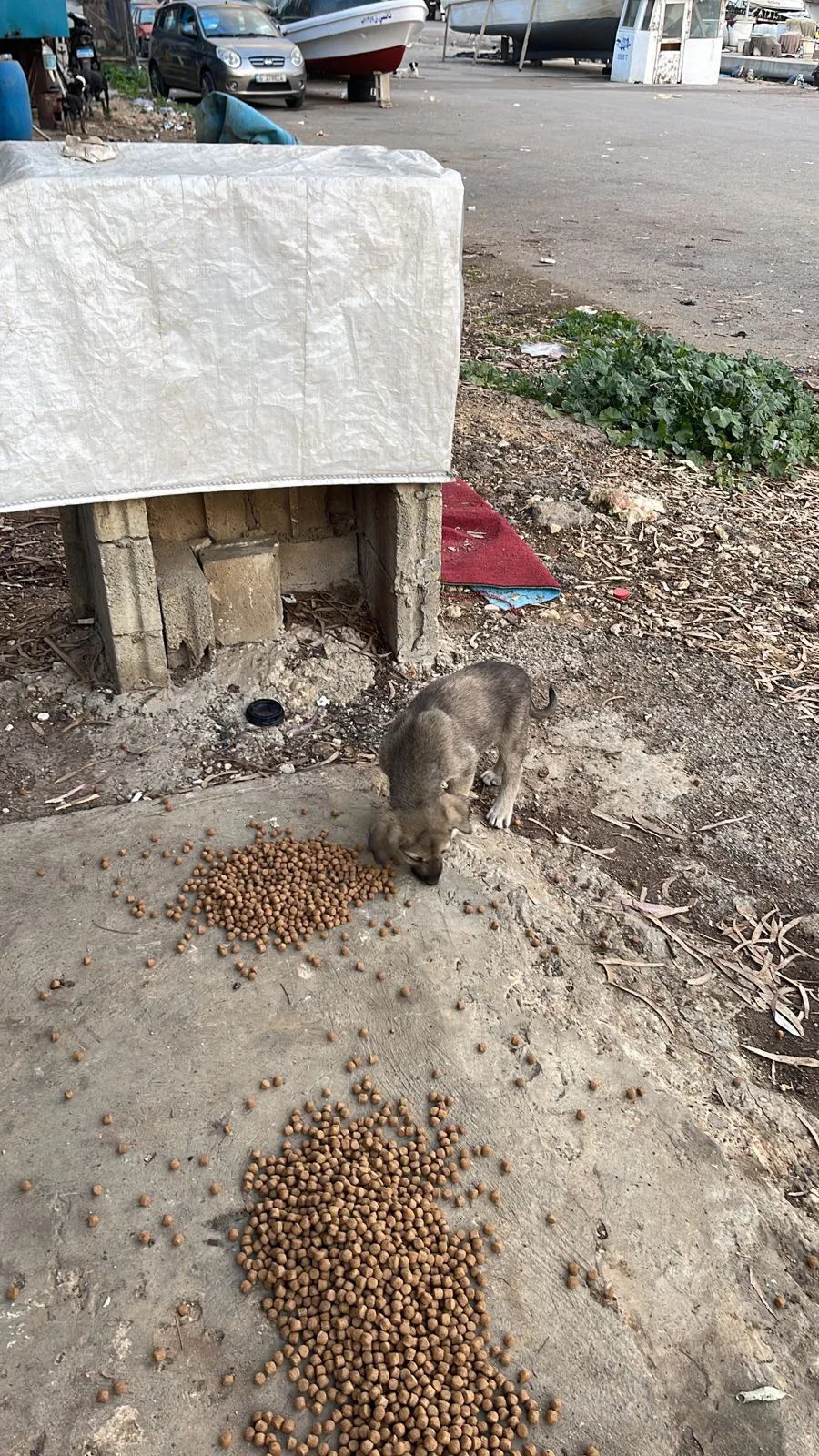 Rescued dog in our care
