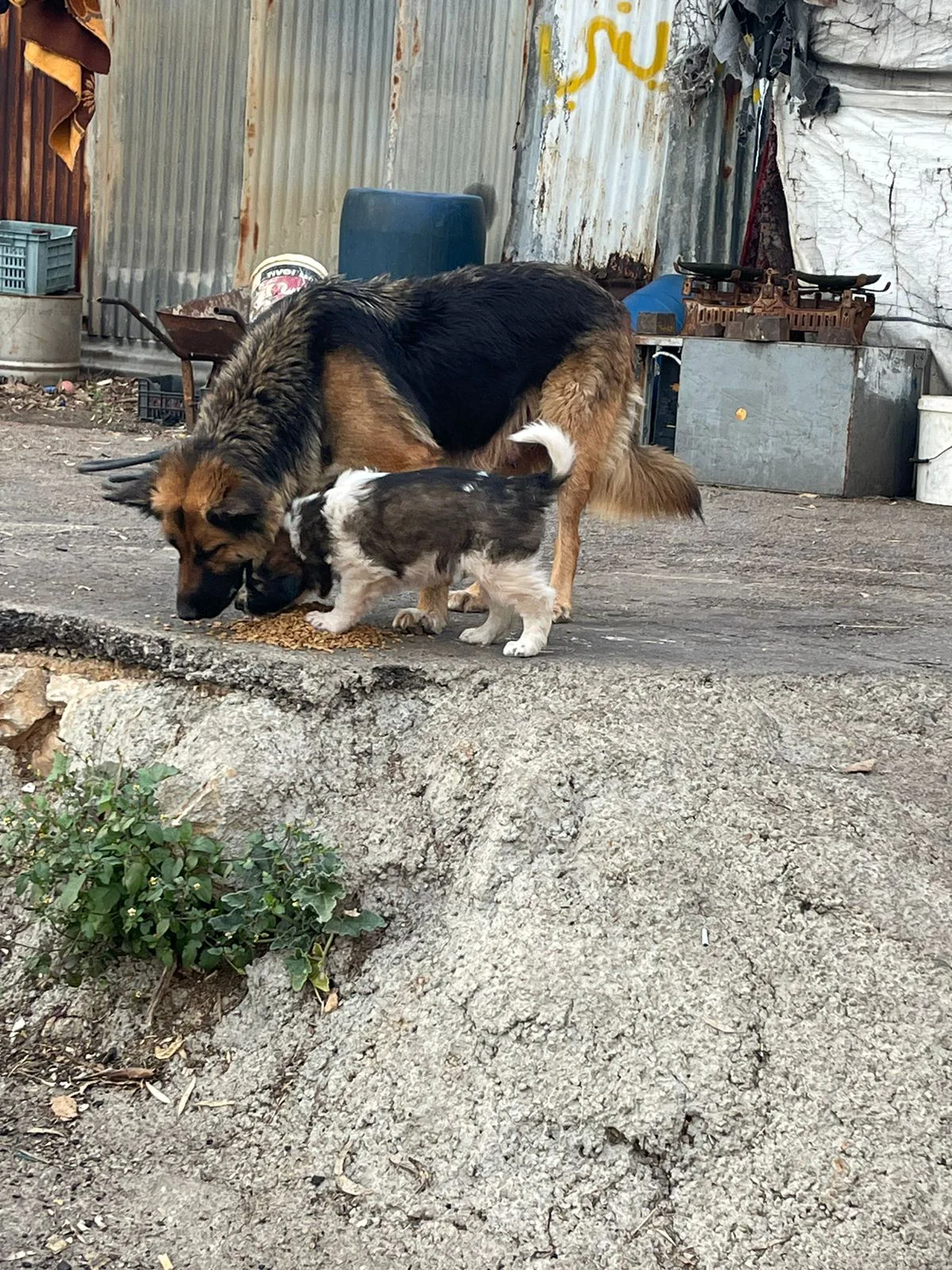 How to donate Ethereum to life-saving operations for puppies