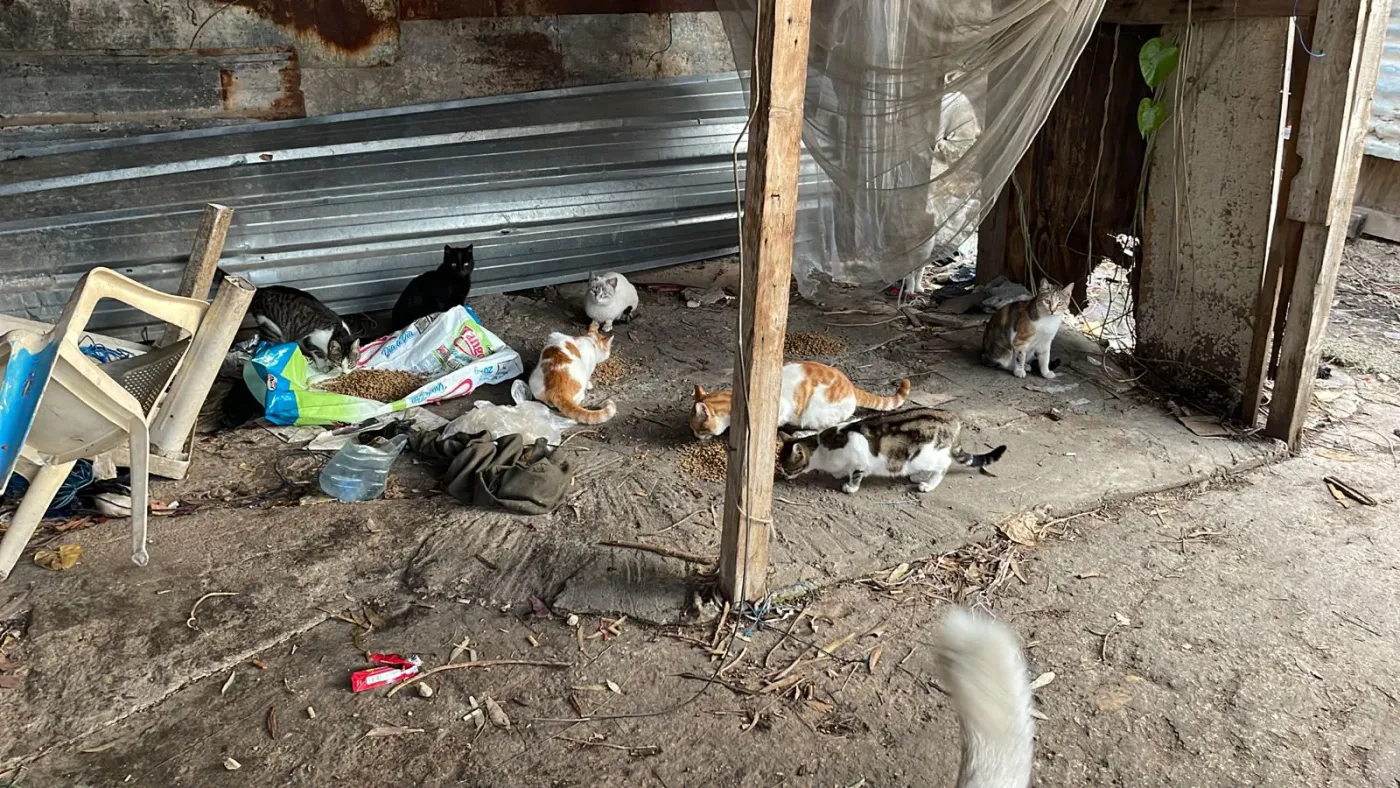 How to donate crypto to spay and neuter campaigns for kittens