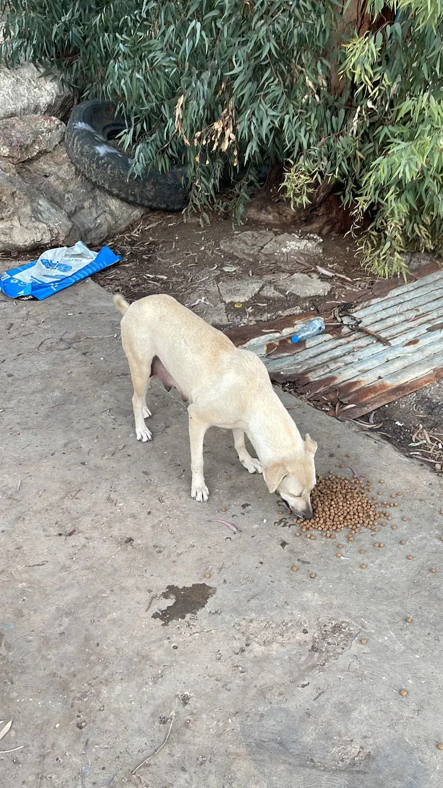 Rescued dog in our care