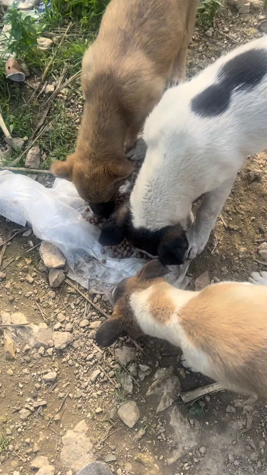 Send Bitcoin from Zimbabwe for feeding, rescue, surgery, and spay as needed