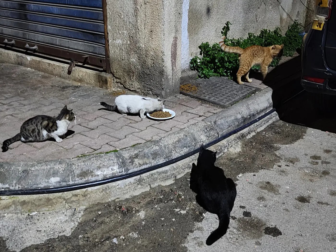 How to donate USDT to feeding, rescue, surgery, and spay as needed for pets