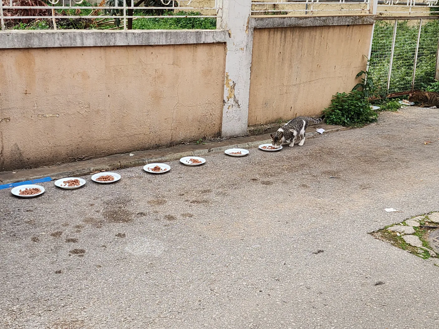 How to donate Ethereum to spay and neuter campaigns for pets