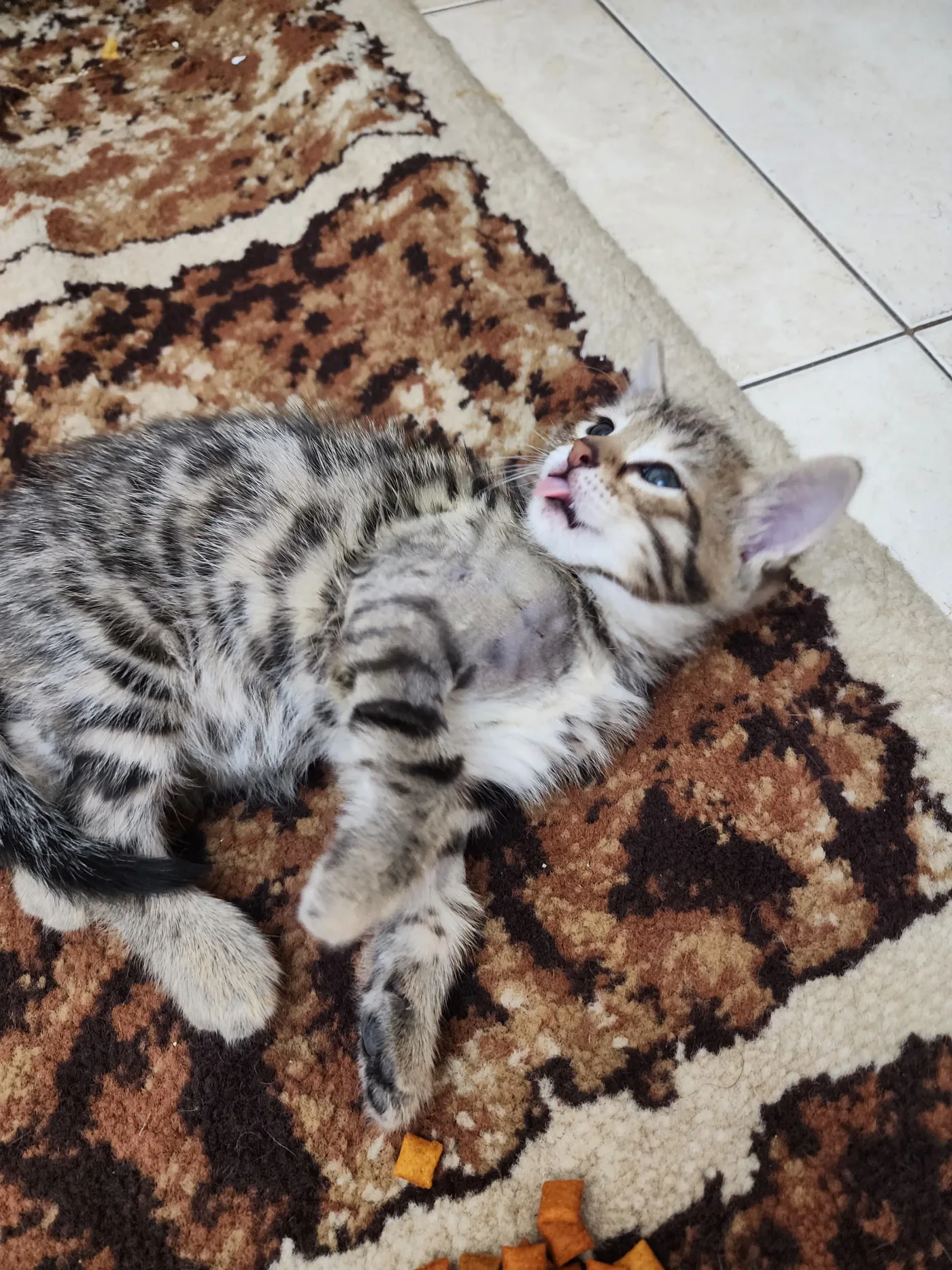 Donate 2Animals — animal in our care