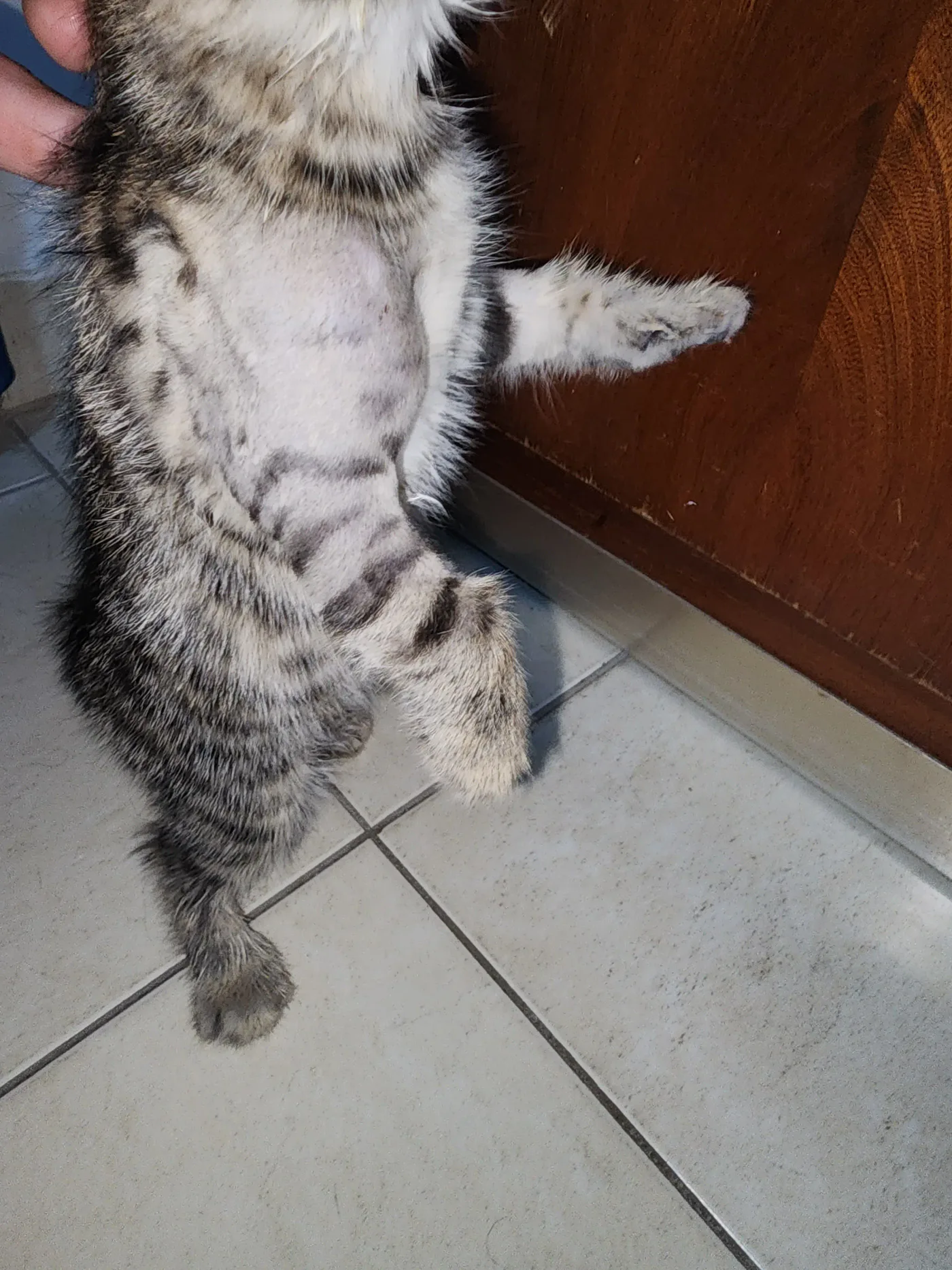 Donate 2Animals — animal in our care