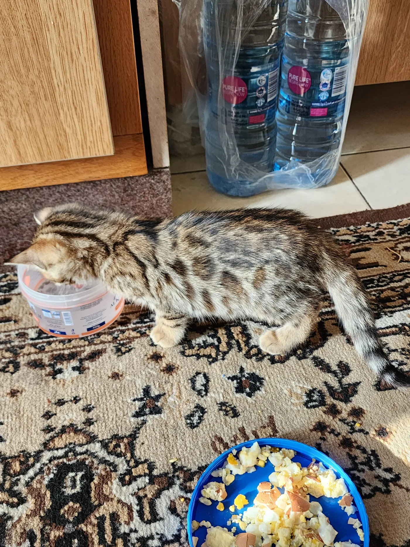 Donate 2Animals — animal in our care