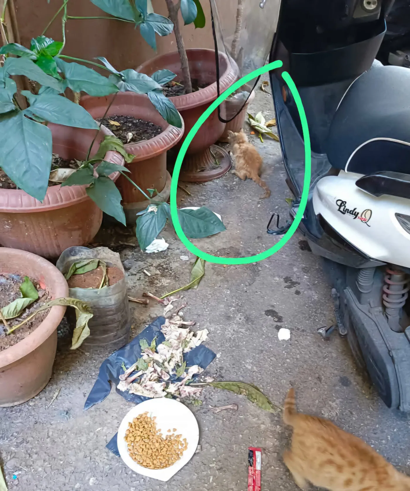 Donate 2Animals — animal in our care