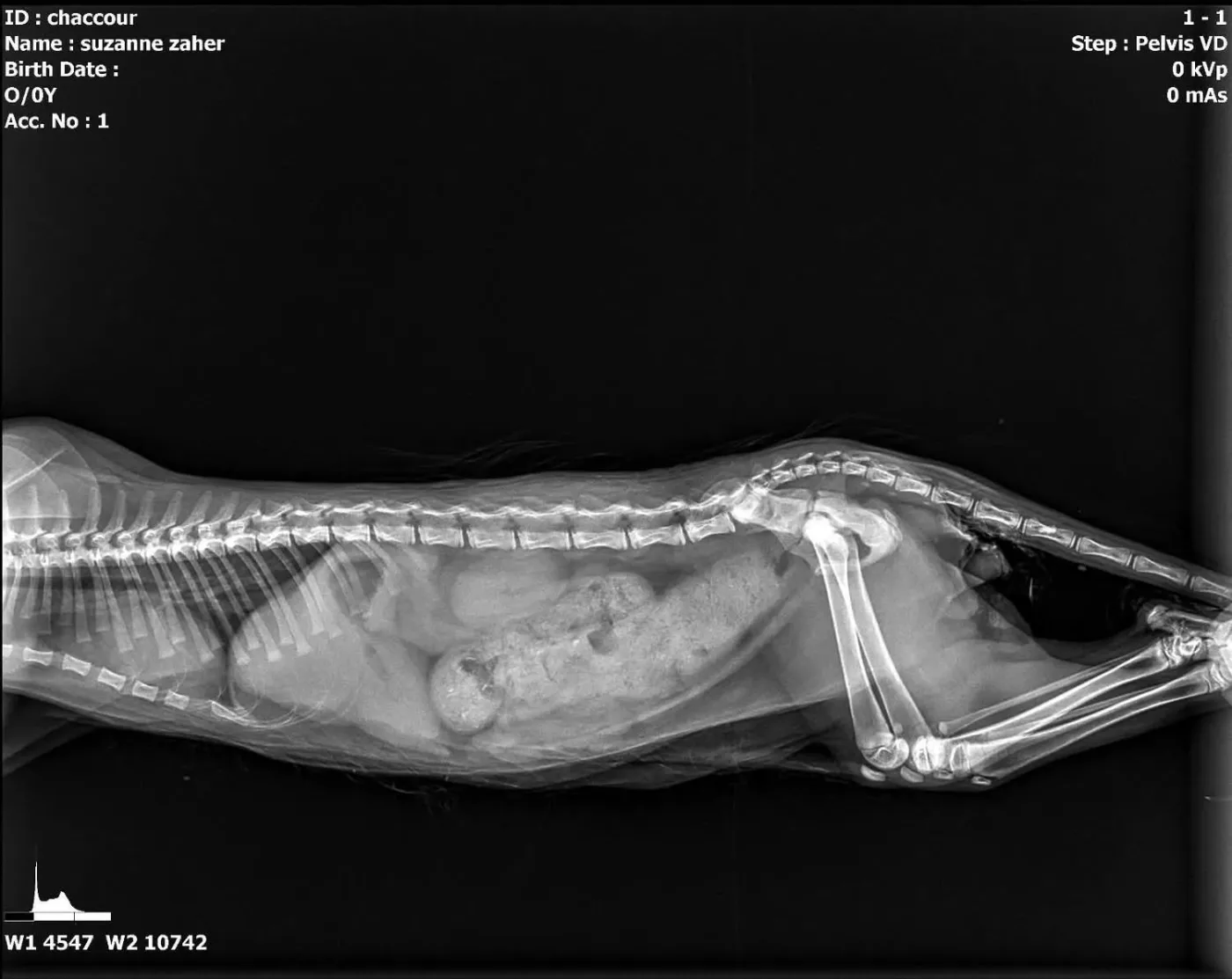 Donate 2Animals — animal in our care