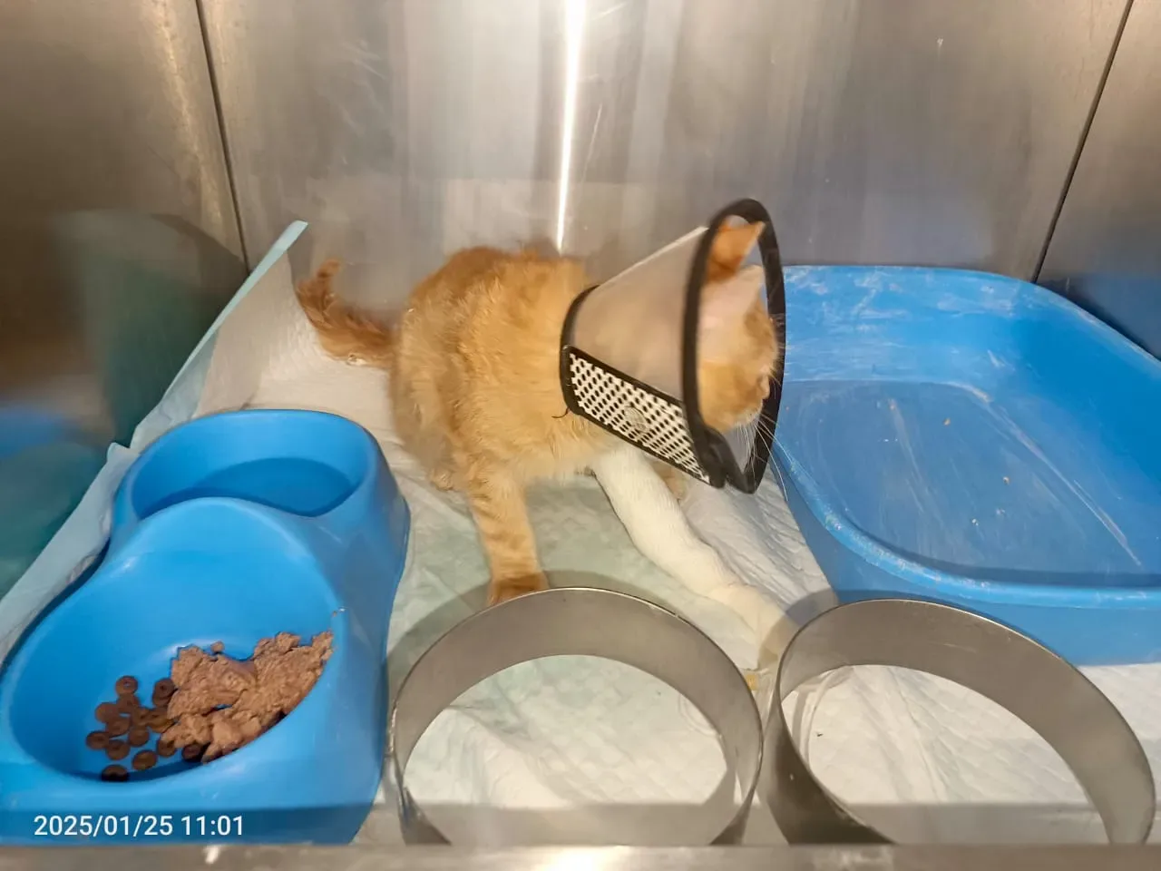 Donate 2Animals — animal in our care