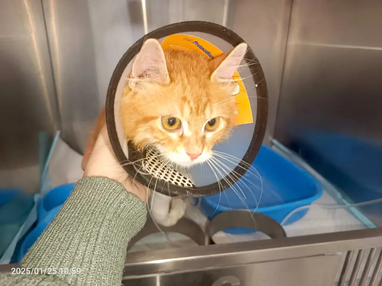 Donate 2Animals — animal in our care