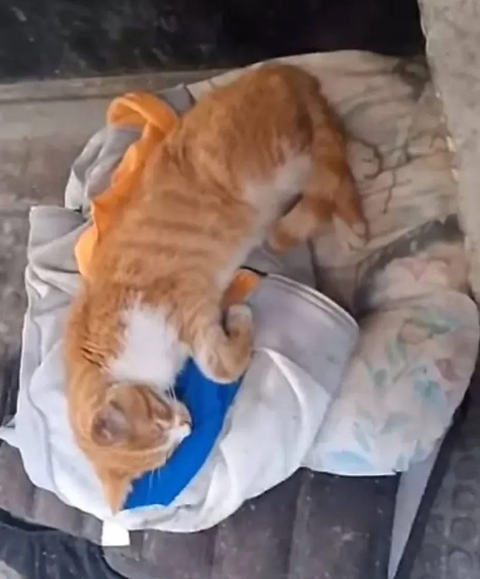 Donate 2Animals — animal in our care