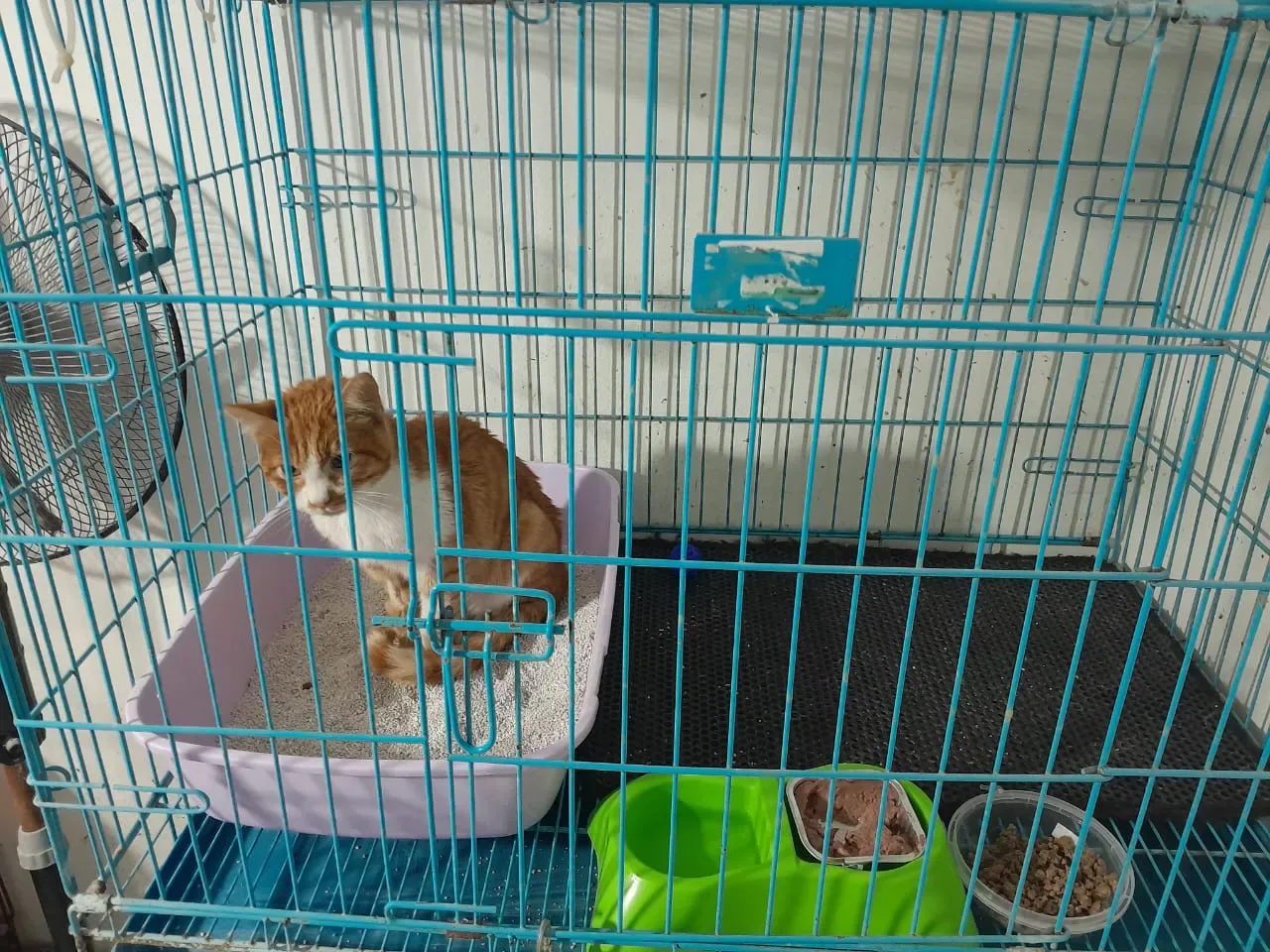 Donate 2Animals — animal in our care