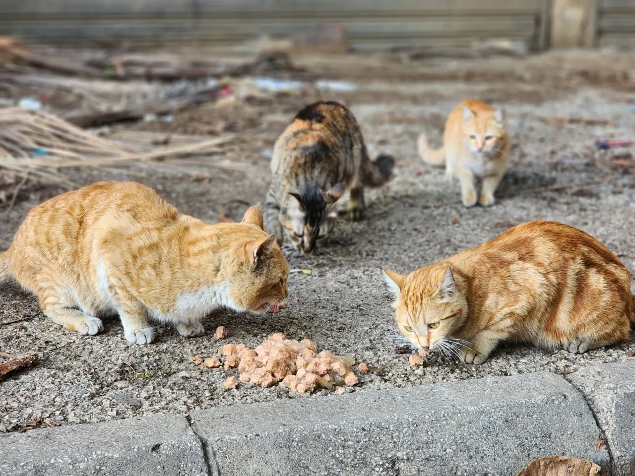Donate 2Animals — animal in our care
